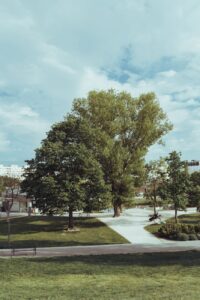 trees in a park