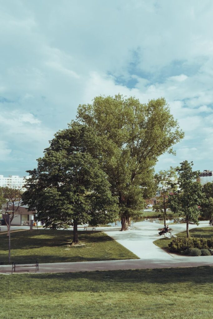trees in a park